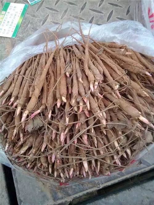 赤芍种子 芍药籽发芽率高 纯新种子 提供种植技术