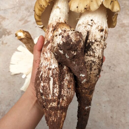 镇沅县云南野生大黄土鸡枞，炸鸡枞油最有份量品种，量大从优，量大从优