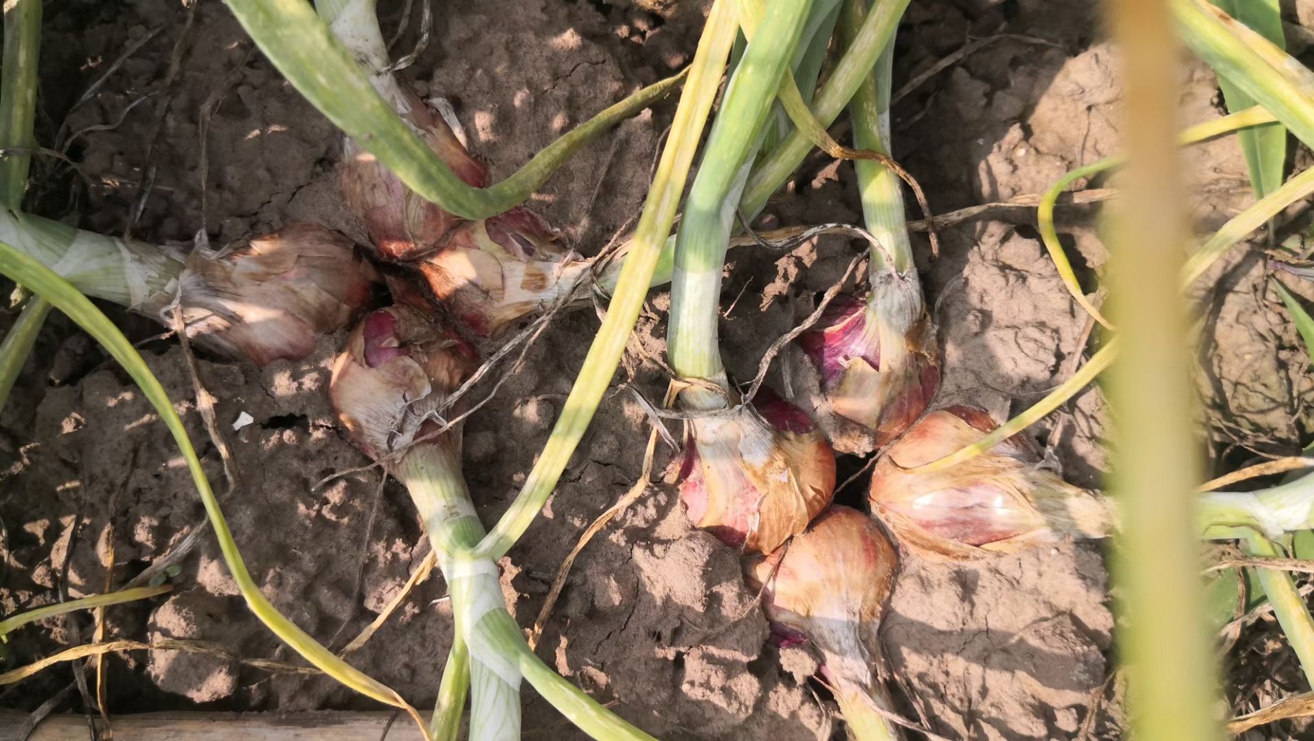 3公分以下东北毛葱珠葱鬼子葱红葱头洋蒜