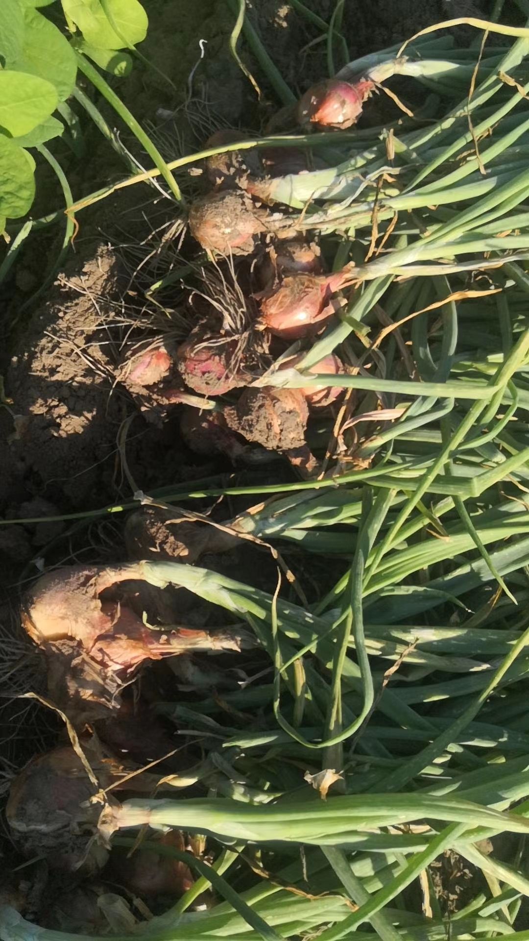 3公分以下东北毛葱珠葱鬼子葱红葱头洋蒜