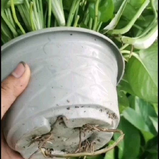 江门180白盆八角红盆170高脚盆360大盆长期有售