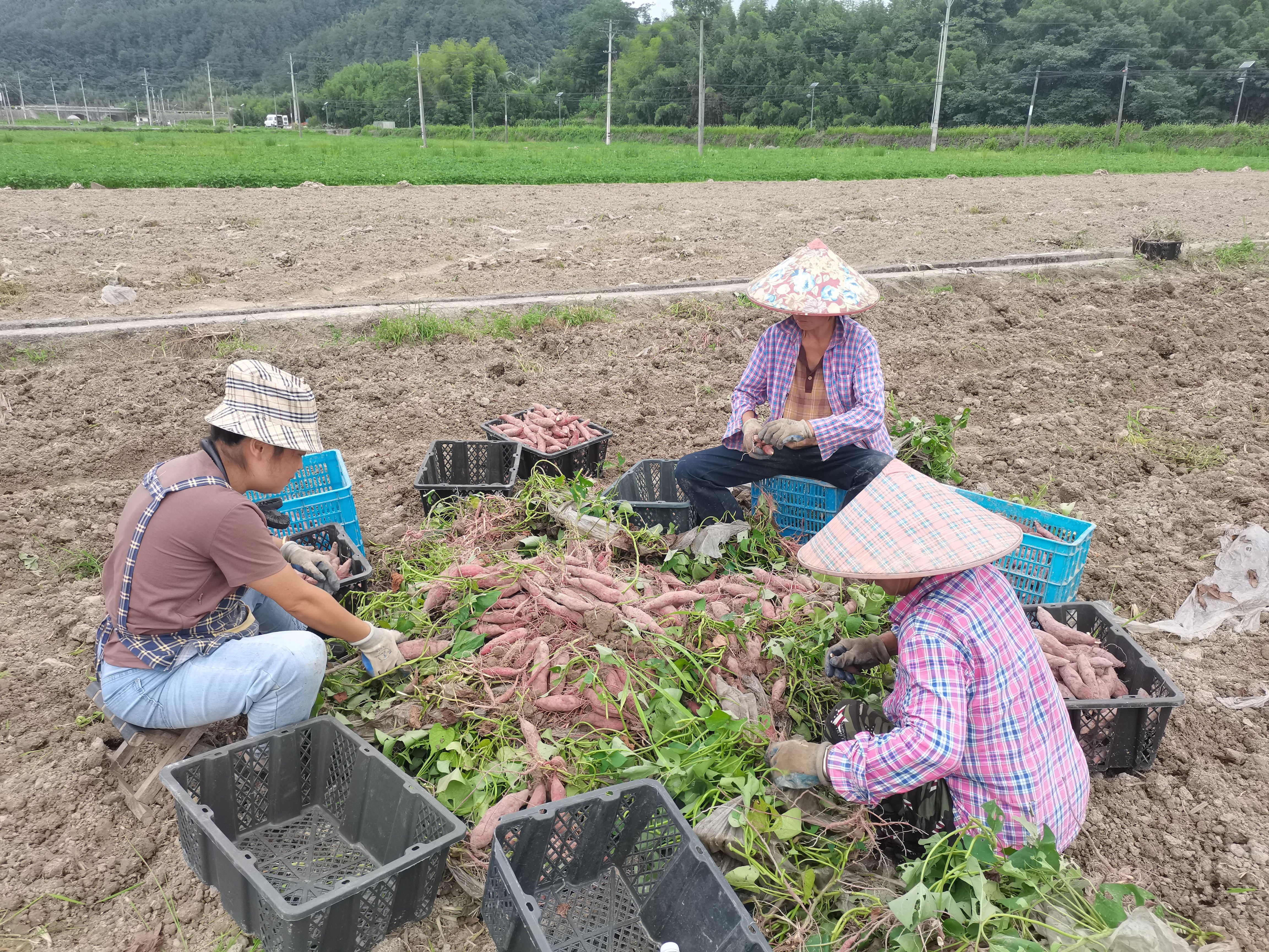 临安天目山小香薯，全国发货，落地配一件代发均可，品质保证。