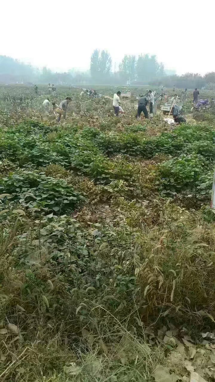 《热卖中》乌龙捧盛正宗牡丹花苗盆栽地栽菏泽直销绿植庭院种植花