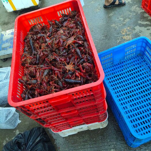潜江市大中小青长年有货