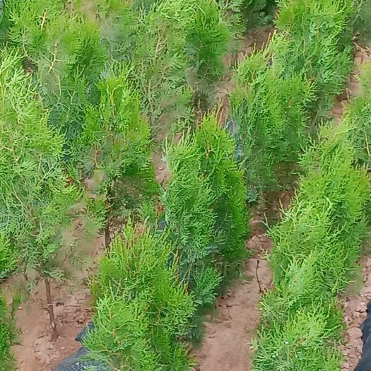 平邑县我公司大量培育优质侧柏苗，和各种果树苗