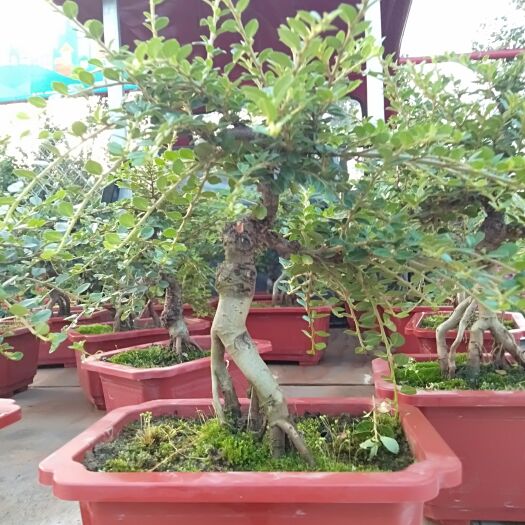 昭通平枝红花荀子，果红挂果时间长