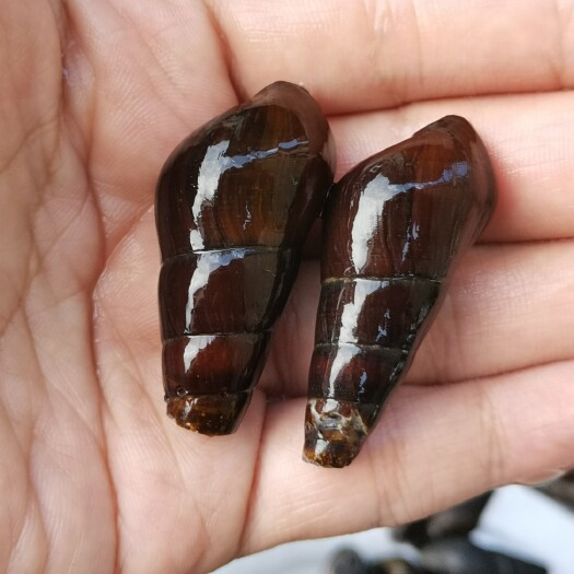 阳春市山坑螺肉质爽脆、弹牙、有嚼劲，烫汁清甜；爆炒、蒸鸡、煲汤等菜