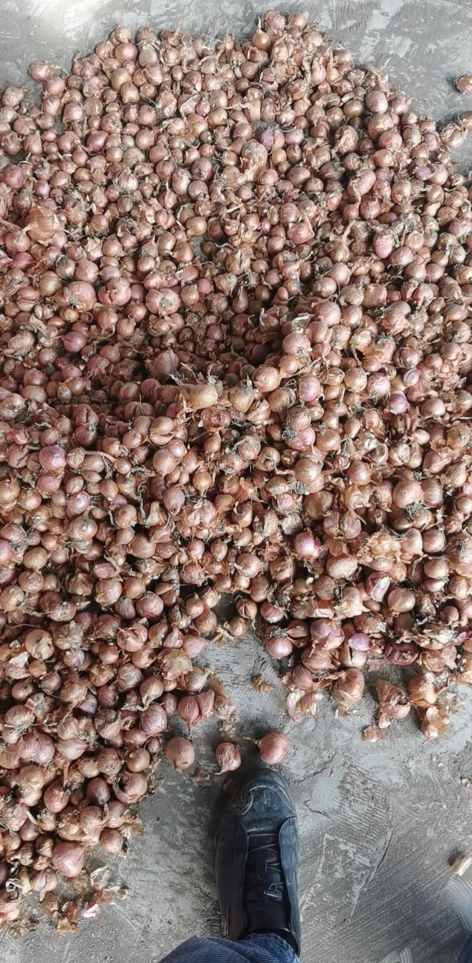 3公分以下东北毛葱珠葱鬼子葱红葱头洋蒜