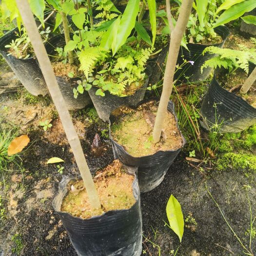 灵山县黄泥杯沉香苗