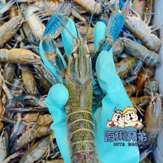 合肥安徽本地淡水澳龙/蓝龙虾/澳洲淡水小龙虾