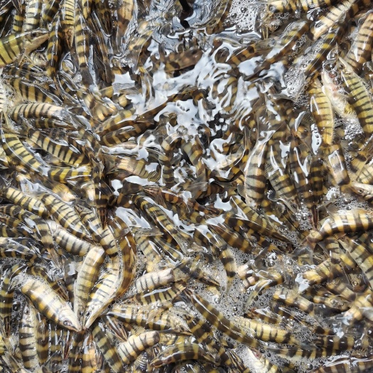 贵阳沙鳅，龙丁