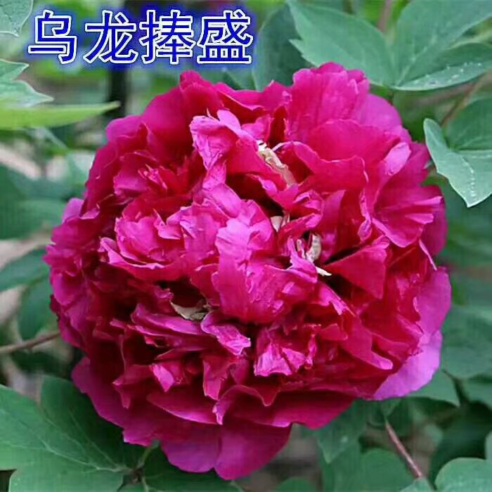 《热卖中》乌龙捧盛正宗牡丹花苗盆栽地栽菏泽直销绿植庭院种植花