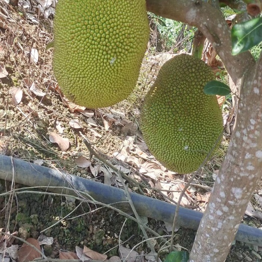 金平县热带农作物种植的干菠萝 有红皮 有黄皮