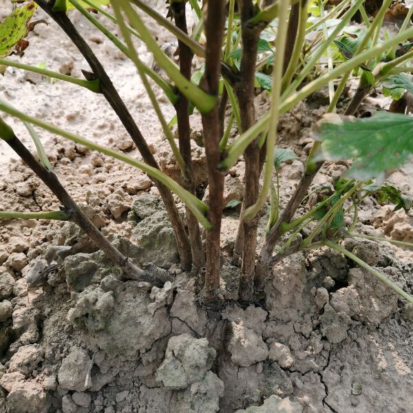 白雪塔牡丹花苗盆栽地栽菏泽基地直销绿植庭院北方耐寒花卉