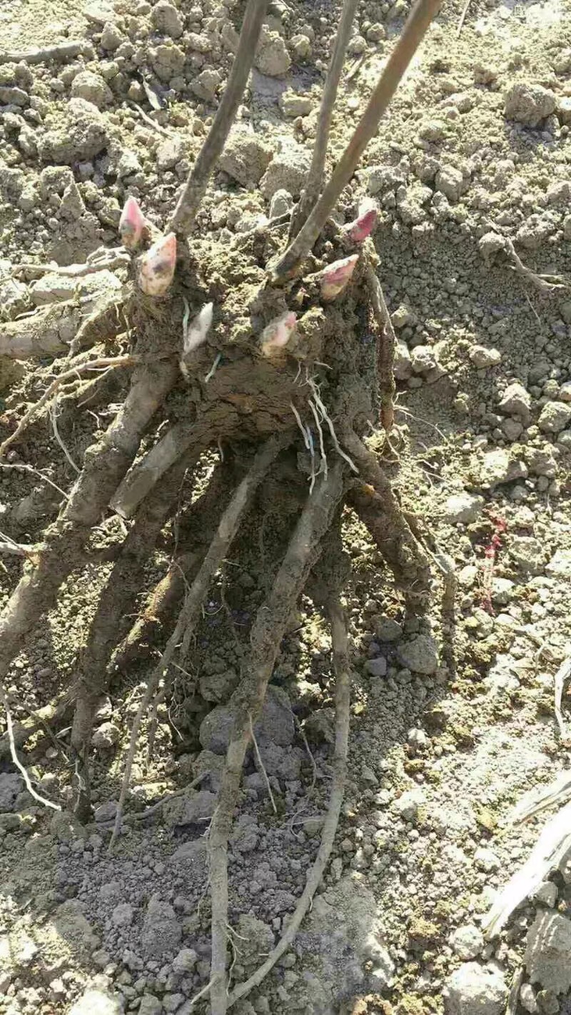冰清绿芍药重瓣大花浓香庭院室内外绿植耐寒地栽盆栽花卉菏泽直发