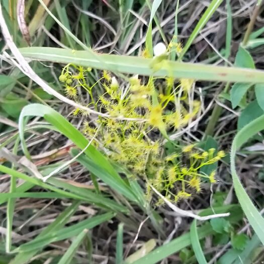 赫章县地下明珠，陈伤子，毛膏菜