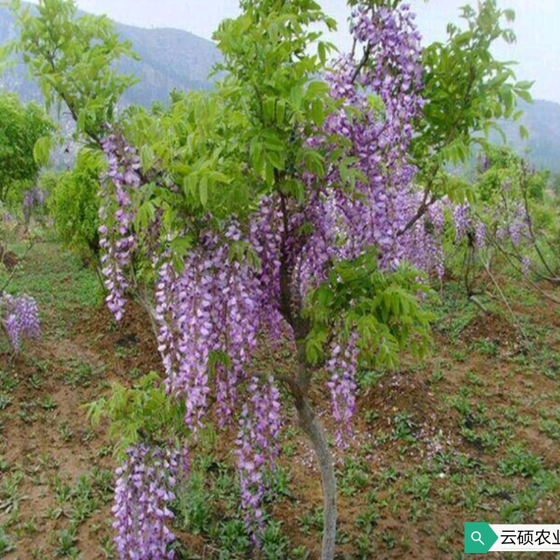 紫藤花苗庭院阳台爬藤植物攀爬耐寒花卉紫藤树苗紫藤萝浓香