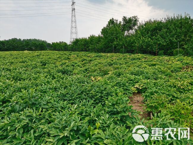 白雪塔牡丹花苗盆栽地栽菏泽基地直销绿植庭院北方耐寒花卉