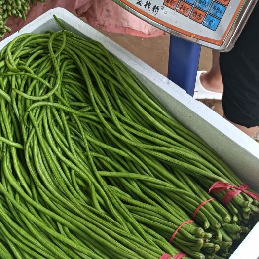 邯郸青条长豆角大量上市长度60公分