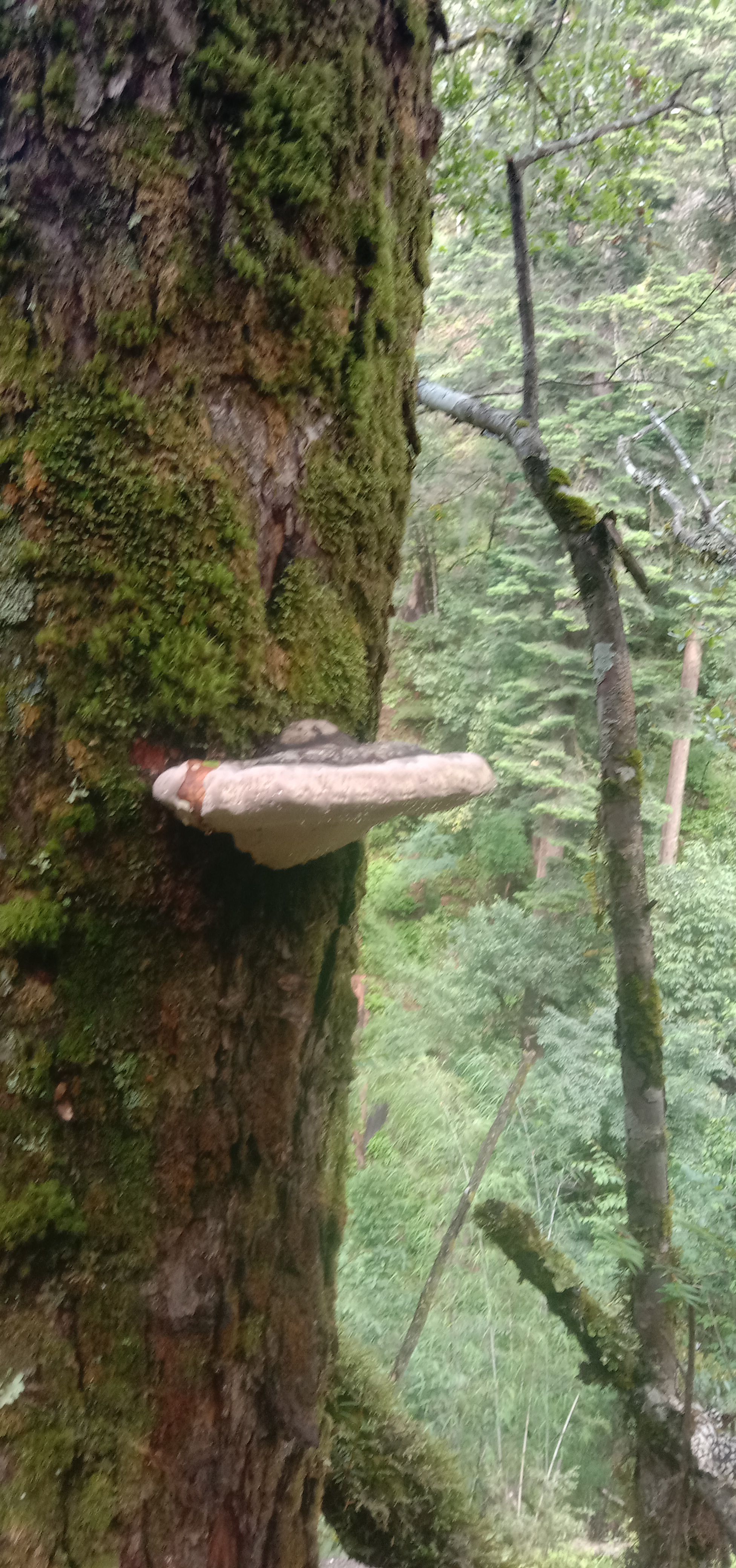 树舌灵芝，千年灵芝