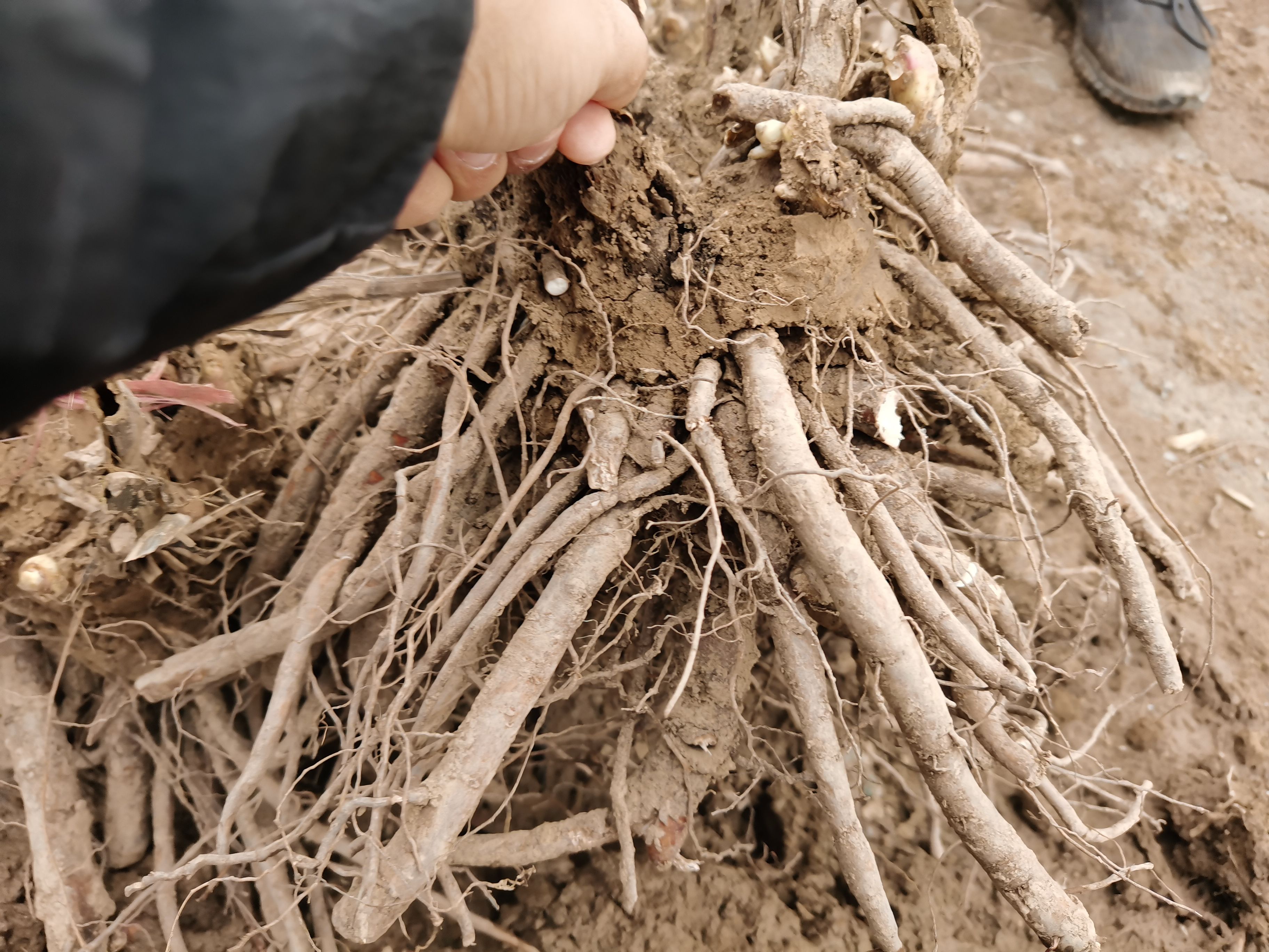 冰清绿芍药重瓣大花浓香庭院室内外绿植耐寒地栽盆栽花卉菏泽直发