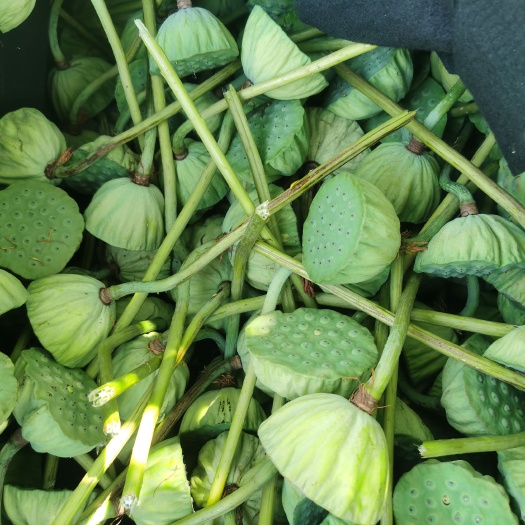 白洋淀野生莲蓬，荷叶大量上市，甜口，好吃，适合人群，男女老少