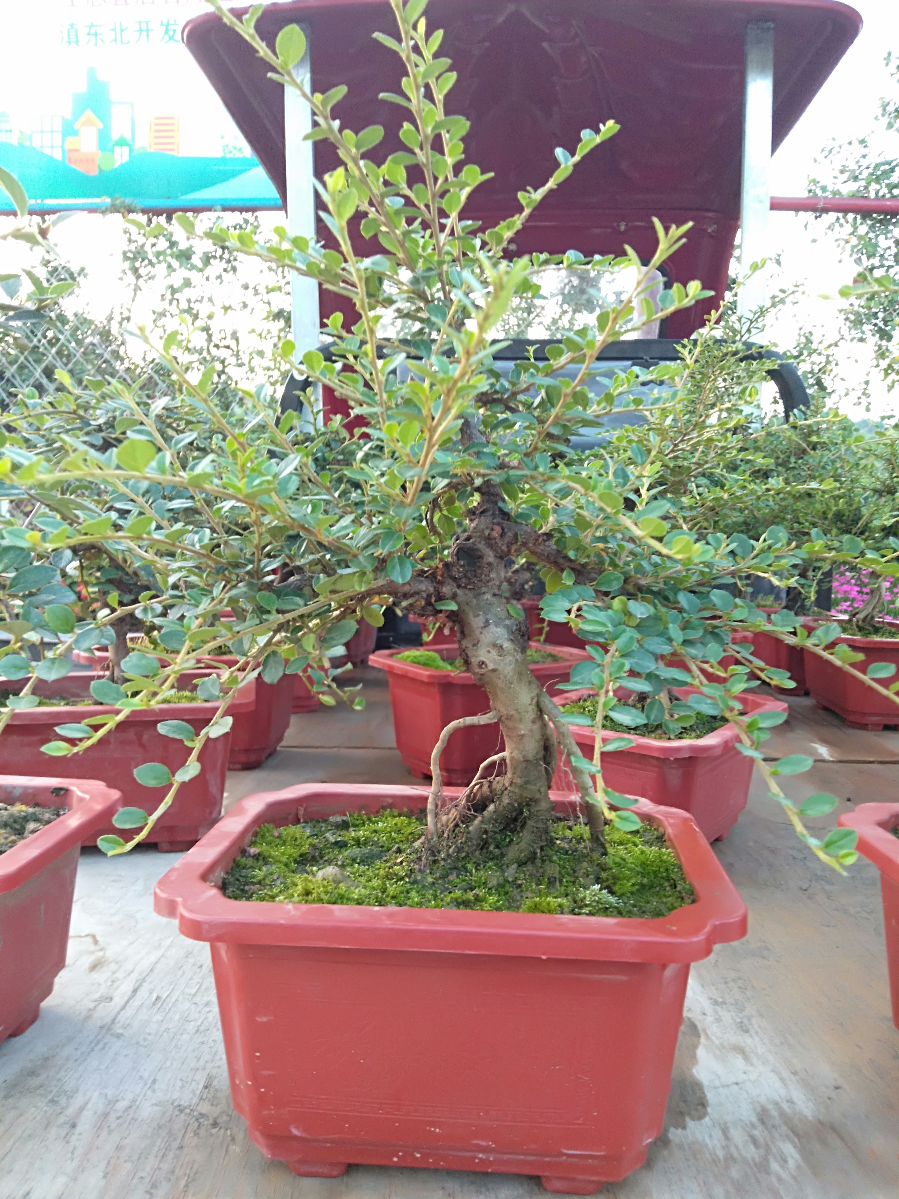 平枝红花荀子，果红挂果时间长