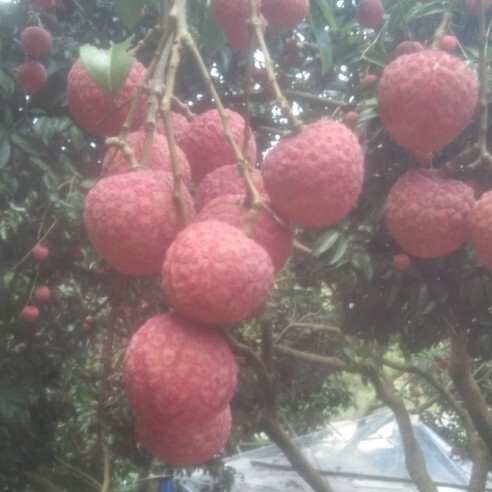 钦州荔枝