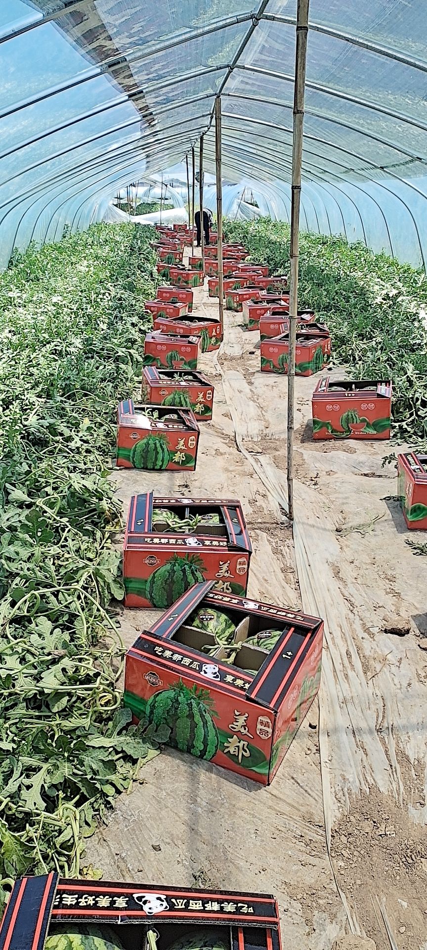 甘肃庆阳麒麟美都西瓜，皮薄，甜度高，大红壤，色泽圆润。质量好