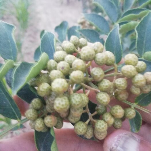 华阴市精品青花椒（鲜）