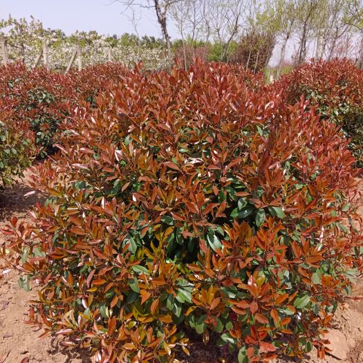 周至县红叶石楠球 高 100厘米 冠幅80厘米 精品石楠球