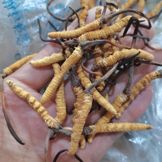 杂多县玉树杂多高海拔冬虫夏草，通货