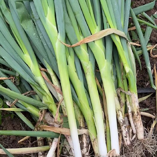 大葱  沈阳大葱上市了