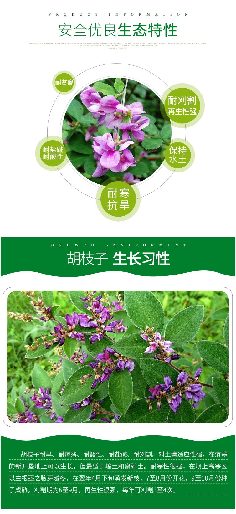 护坡灌木种子截叶胡枝子二色胡枝子种子花卉林木种子牡荆种子