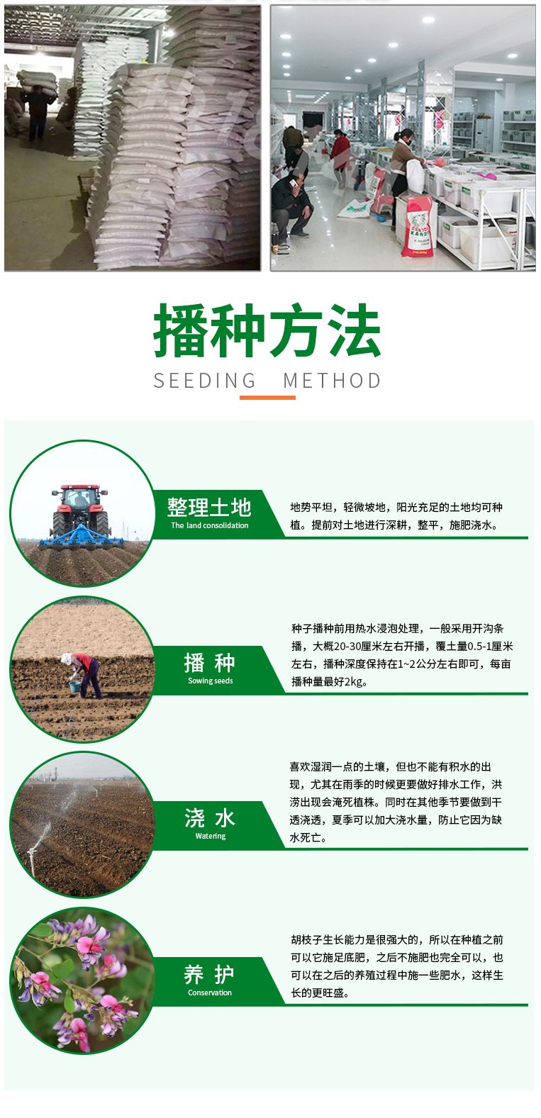 护坡灌木种子截叶胡枝子二色胡枝子种子花卉林木种子牡荆种子