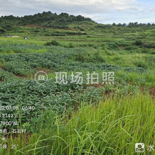 安仁县毛豆