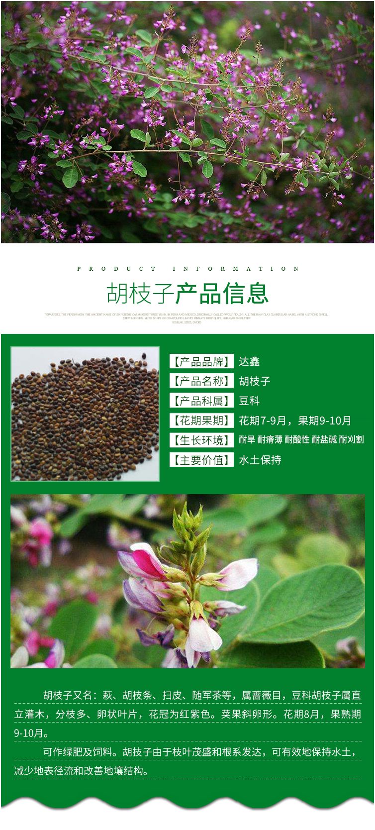 护坡灌木种子截叶胡枝子二色胡枝子种子花卉林木种子牡荆种子