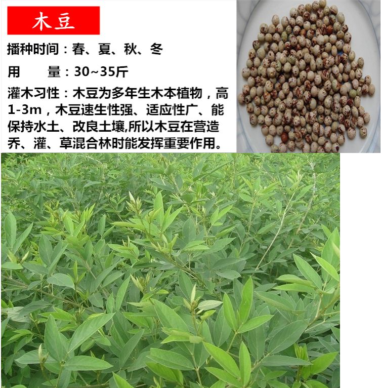 护坡灌木种子截叶胡枝子二色胡枝子种子花卉林木种子牡荆种子