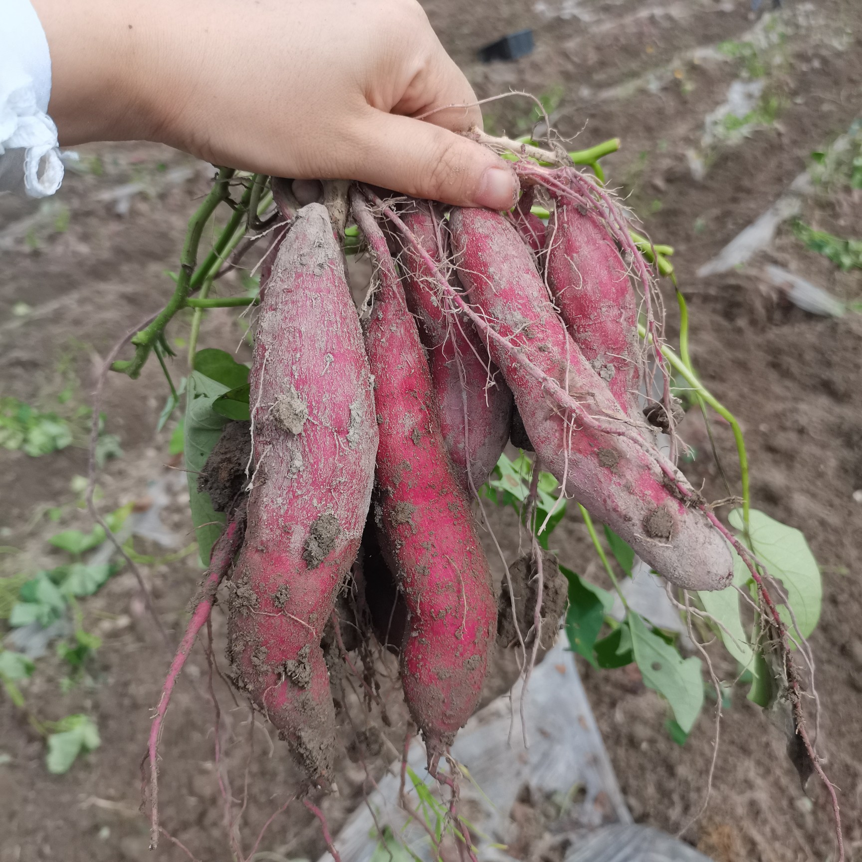 临安天目山小香薯 紫皮黄心 粉糯香甜 支持落地配 一件代发