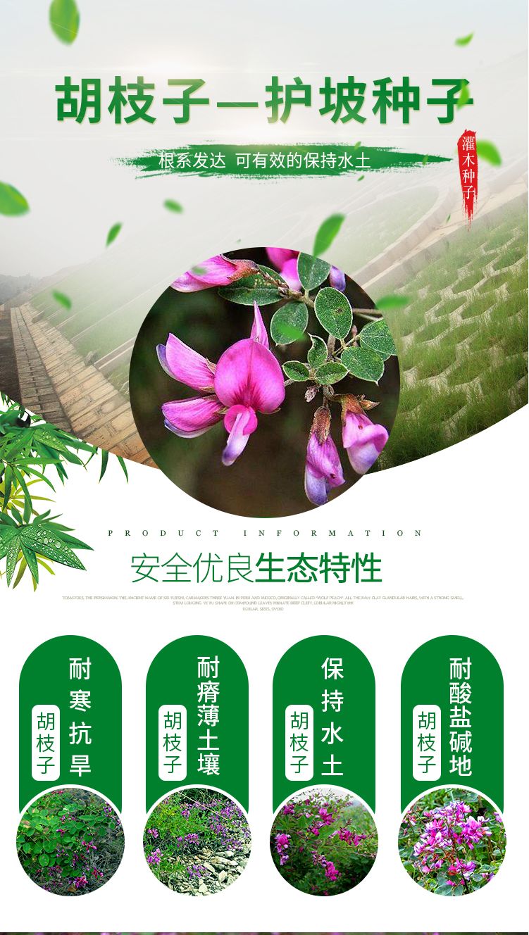 护坡灌木种子截叶胡枝子二色胡枝子种子花卉林木种子牡荆种子