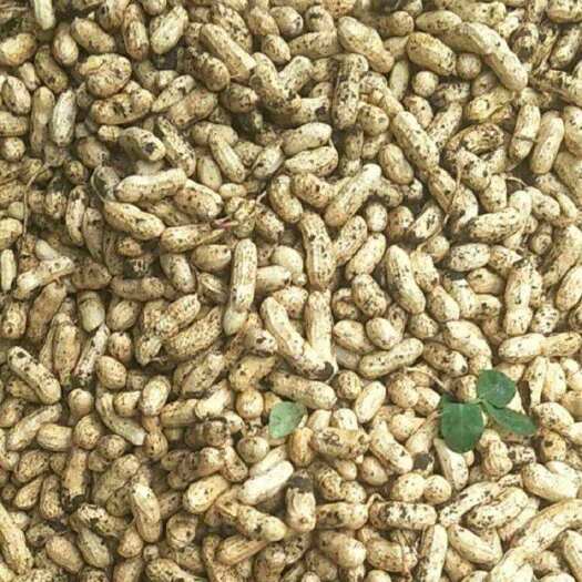 徐州鲜花生    颗粒饱满  代办请联系