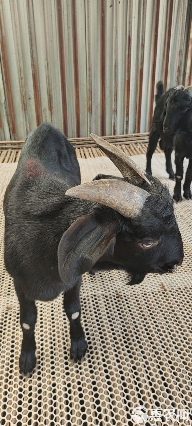 努比亚 黑山羊可以视频挑选，圈养放养都可以公母大小都有
