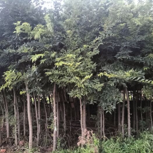 昆明大量出售滇朴，朴树