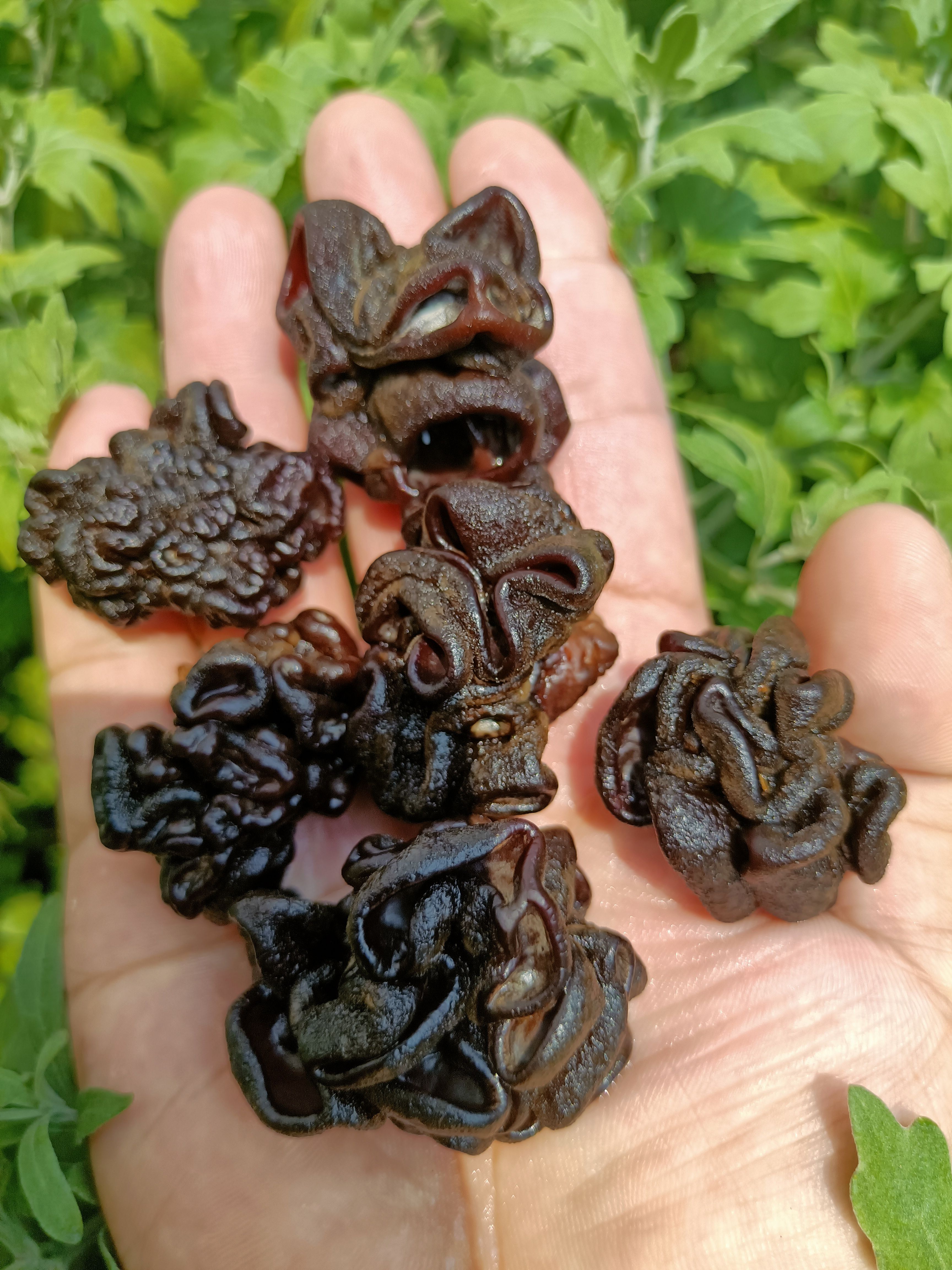 核桃菌批发零售猴脑菌玛咖菌玛卡菌松花菌猴脑菇干货基地种植好