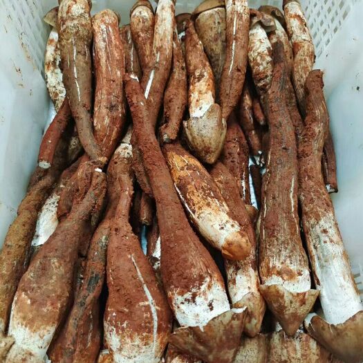 丘北县新鸡枞