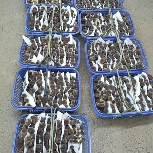 砀山县卫生采摘每一层都有纸隔层