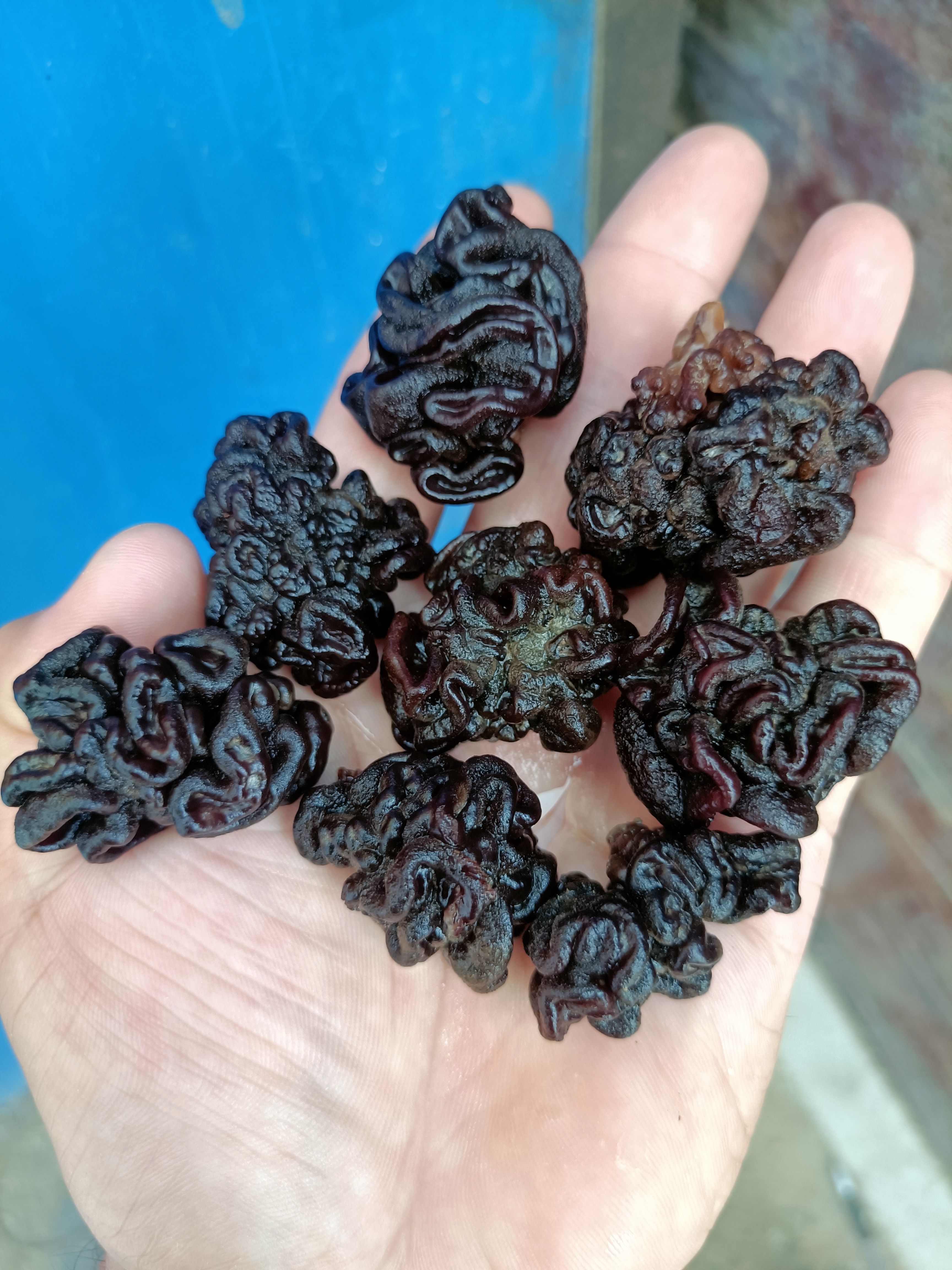 核桃菌批发零售猴脑菌玛咖菌玛卡菌松花菌猴脑菇干货基地种植好