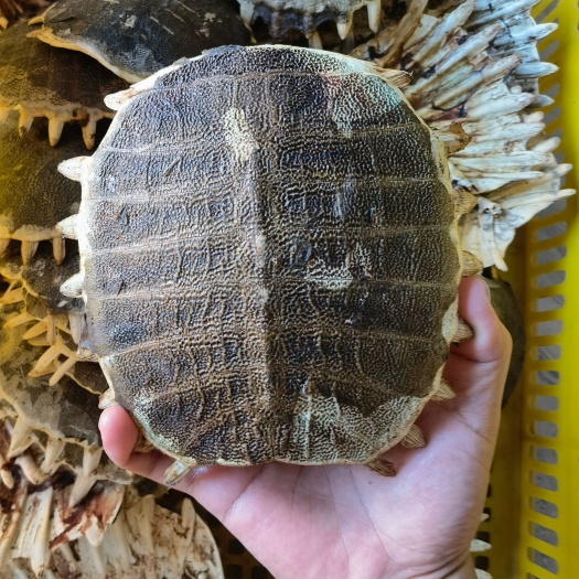 霍邱县中药材 生鳖甲 鳖甲壳 甲鱼壳 鳖盖子 外塘公甲鱼壳，包邮