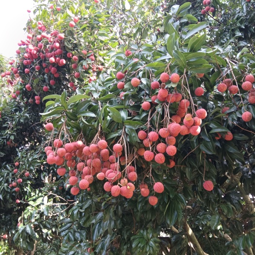 广州禾荔荔枝，又叫槐枝，果大，肉厚，甜度好