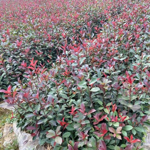 咸宁红叶石楠苗30-50公分，湖北咸宁百信苗木基地直销价格优惠